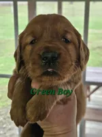 Rivers Puppy, a male Golden Retriever for sale in Cherry Valley, NY – Photo 1 of 3