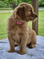 Pink Girl, a female Golden Retriever for sale in Cherry Valley, NY – 5 of 8