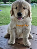 Orange Boy, a male Golden Retriever for sale in Cherry Valley, NY – 4 of 8