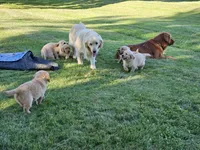 Purple Girl , a female Golden Retriever for sale in Cherry Valley, NY – 8 of 8