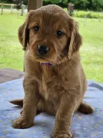 Purple Girl, a female Golden Retriever for sale in Cherry Valley, NY – 2 of 6