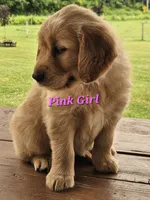 Pink Girl , a female Golden Retriever for sale in Cherry Valley, NY – 5 of 8