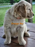 Orange Boy, a male Golden Retriever for sale in Cherry Valley, NY – 3 of 8