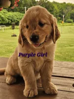 Purple Girl , a female Golden Retriever for sale in Cherry Valley, NY – 9 of 9