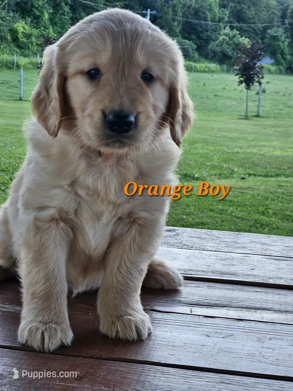 Orange Boy – Golden Retriever puppy for sale in Cherry Valley, NY