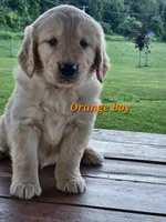 Orange Boy, a male Golden Retriever for sale in Cherry Valley, NY – 1 of 8