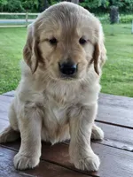 Orange Boy, a male Golden Retriever for sale in Cherry Valley, NY – 7 of 8