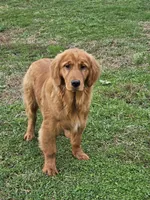 Quince, a male Golden Retriever for sale in Cherry Valley, NY – Photo 7 of 10
