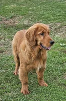 Quince, a male Golden Retriever for sale in Cherry Valley, NY – Photo 4 of 10