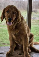 Quince, a male Golden Retriever for sale in Cherry Valley, NY – Photo 1 of 10