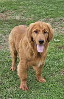 Quince, a male Golden Retriever for sale in Cherry Valley, NY – Photo 3 of 10