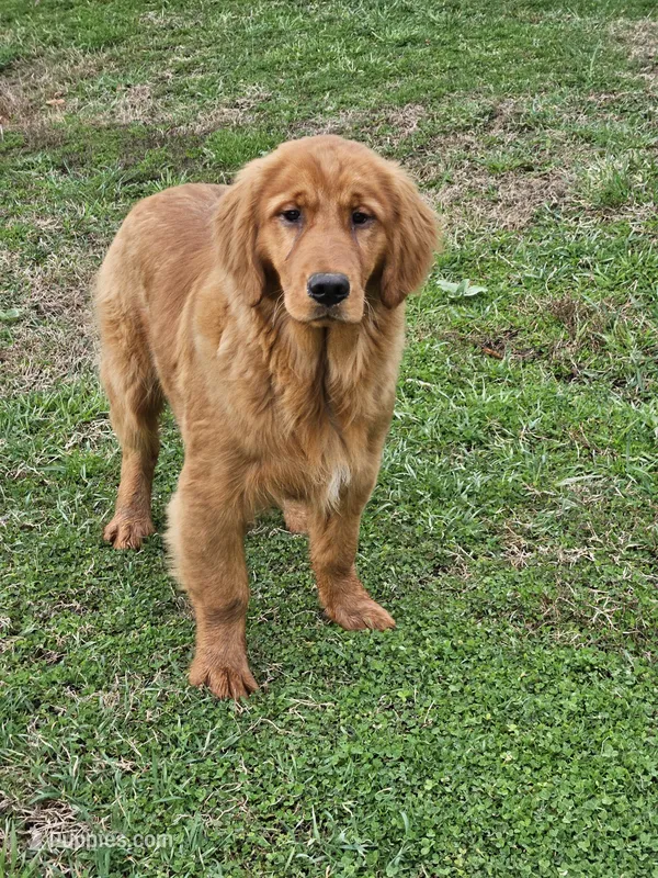 Quince – Golden Retriever puppy for sale in Cherry Valley, NY