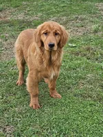 Quince, a male Golden Retriever for sale in Cherry Valley, NY – Photo 6 of 10