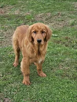 Quince, a male Golden Retriever for sale in Cherry Valley, NY – Photo 8 of 10