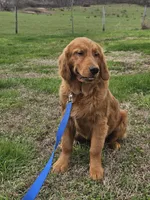 Quince, a male Golden Retriever for sale in Cherry Valley, NY – 3 of 5
