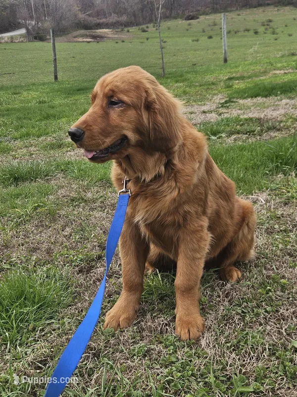 Quince – Golden Retriever puppy for sale in Cherry Valley, NY