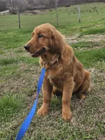 Quince, a male Golden Retriever for sale in Cherry Valley, NY – 1 of 5