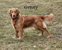 Quince, a male Golden Retriever for sale in Cherry Valley, NY – Photo 9 of 10