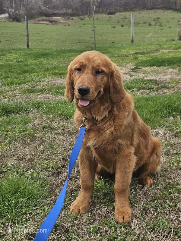 Quince – Golden Retriever puppy for sale in Cherry Valley, NY