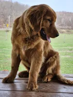 Quince, a male Golden Retriever for sale in Cherry Valley, NY – Photo 2 of 10