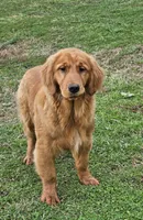Quince, a male Golden Retriever for sale in Cherry Valley, NY – Photo 5 of 10