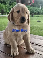 Blue Boy, a male Golden Retriever for sale in Cherry Valley, NY – 7 of 10