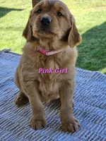 Pink Girl, a female Golden Retriever for sale in Cherry Valley, NY – Photo 4 of 6