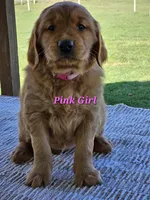 Pink Girl, a female Golden Retriever for sale in Cherry Valley, NY – Photo 2 of 6