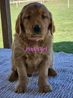 Pink Girl, a female Golden Retriever for sale in Cherry Valley, NY – Photo 3 of 6