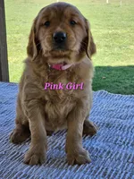 Pink Girl, a female Golden Retriever for sale in Cherry Valley, NY – Photo 1 of 6