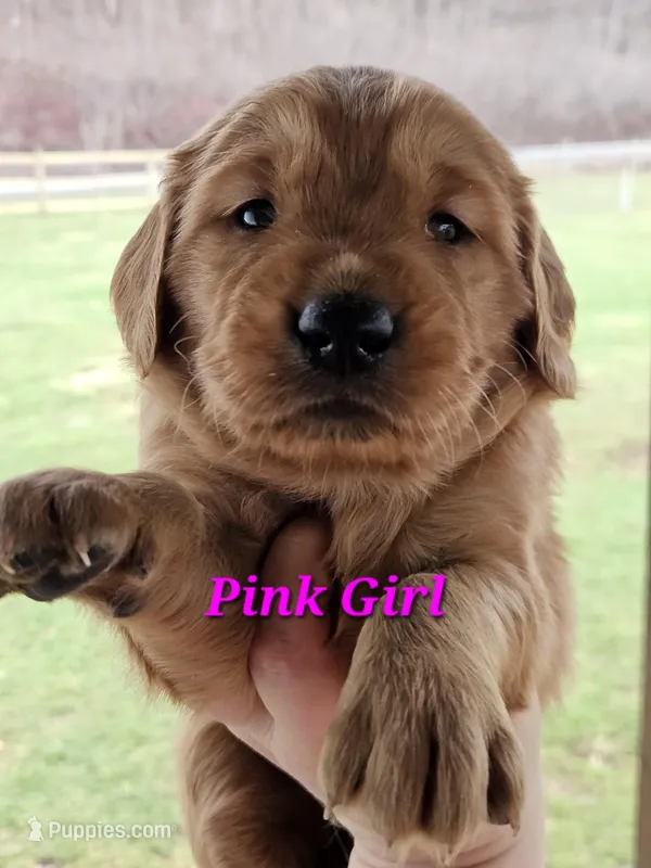 Rivers Puppy – Golden Retriever puppy for sale in Cherry Valley, NY