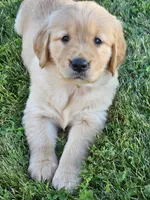 Purple Girl , a female Golden Retriever for sale in Cherry Valley, NY – 3 of 8