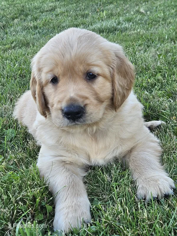 Light Blue Boy – Golden Retriever puppy for sale in Cherry Valley, NY