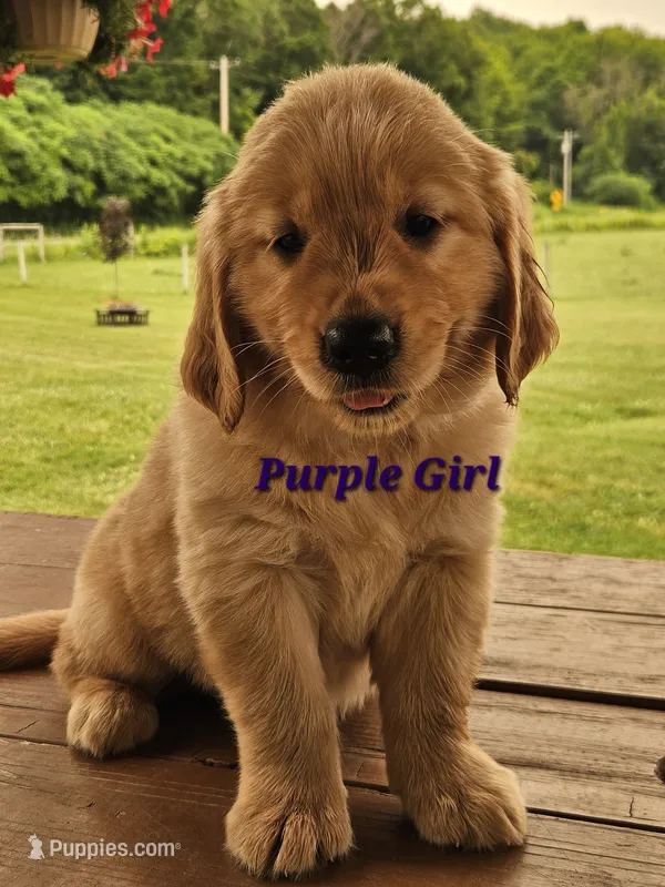 Purple Girl  – Golden Retriever puppy for sale in Cherry Valley, NY
