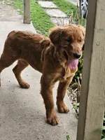 Milly, a female Golden Retriever for sale in Cherry Valley, NY – 2 of 2