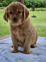 Pink Girl, a female Golden Retriever for sale in Cherry Valley, NY – 4 of 8