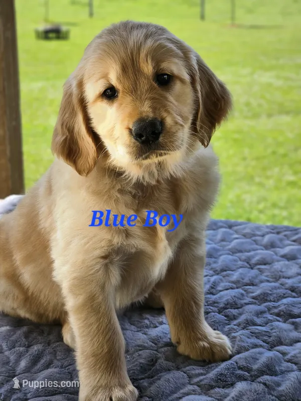 Blue Boy – Golden Retriever puppy for sale in Cherry Valley, NY