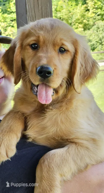 Lime Green Girl – Golden Retriever puppy for sale in Cherry Valley, NY