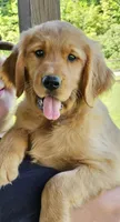 Lime Green Girl, a female Golden Retriever for sale in Cherry Valley, NY – 1 of 6