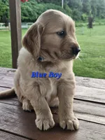 Blue Boy, a male Golden Retriever for sale in Cherry Valley, NY – 8 of 10