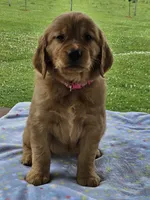 Pink Girl, a female Golden Retriever for sale in Cherry Valley, NY – 6 of 8