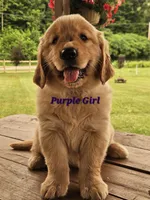 Purple Girl , a female Golden Retriever for sale in Cherry Valley, NY – 4 of 9