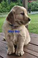 Blue Boy, a male Golden Retriever for sale in Cherry Valley, NY – 3 of 10