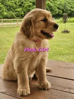 Pink Girl , a female Golden Retriever for sale in Cherry Valley, NY – 7 of 8