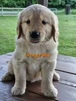 Orange Boy, a male Golden Retriever for sale in Cherry Valley, NY – 6 of 8
