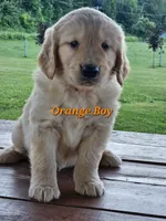 Orange Boy, a male Golden Retriever for sale in Cherry Valley, NY – 5 of 8
