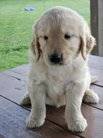 Orange Boy, a male Golden Retriever for sale in Cherry Valley, NY – 8 of 8