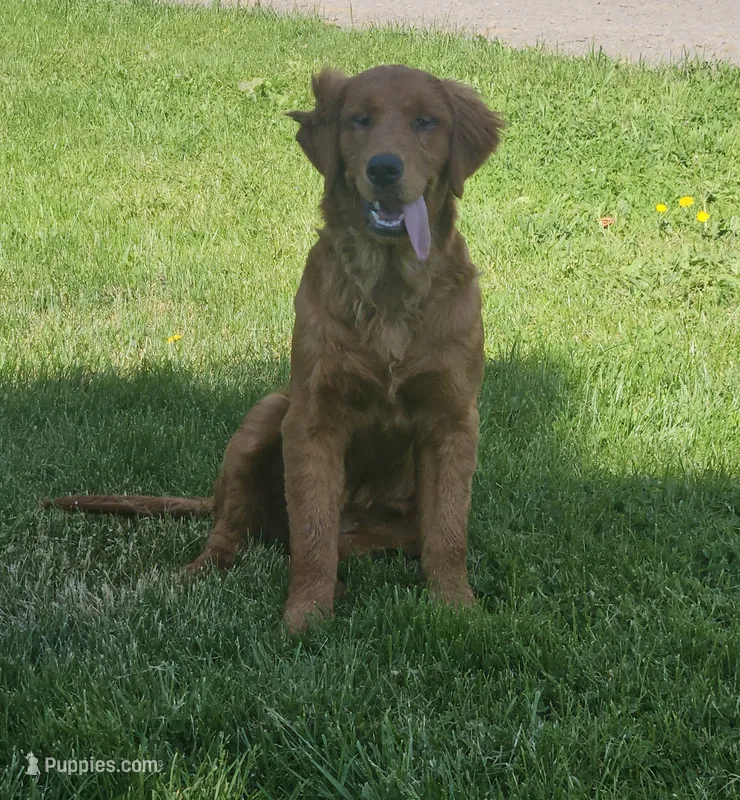 Holly – Golden Retriever puppy for sale in Cherry Valley, NY