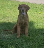 Holly, a female Golden Retriever for sale in Cherry Valley, NY – 1 of 4
