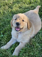 Purple Girl , a female Golden Retriever for sale in Cherry Valley, NY – 4 of 8